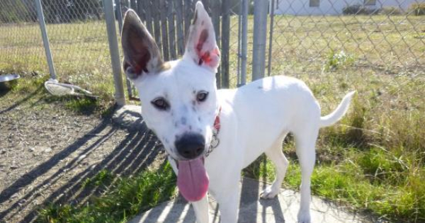 This ‘Australian Cattle Dog and Pit Bull Terrier’ Mix Needs a Good Home – Redheaded Blackbelt