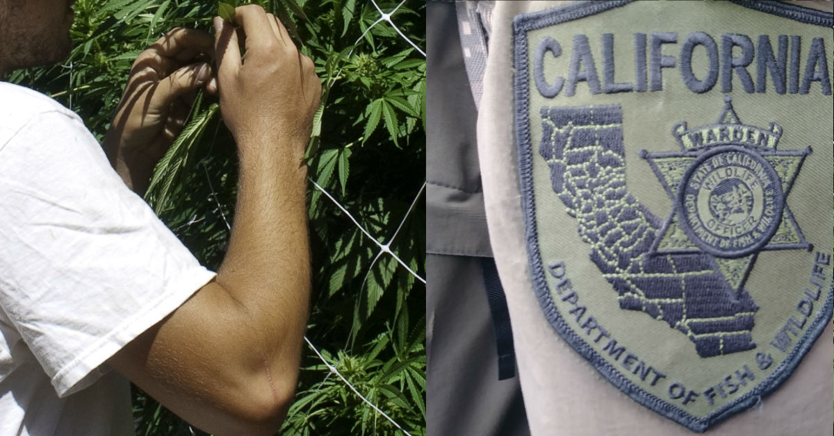 Drug Warriors Former Outlaw Cannabis Cultivators And Cdfw