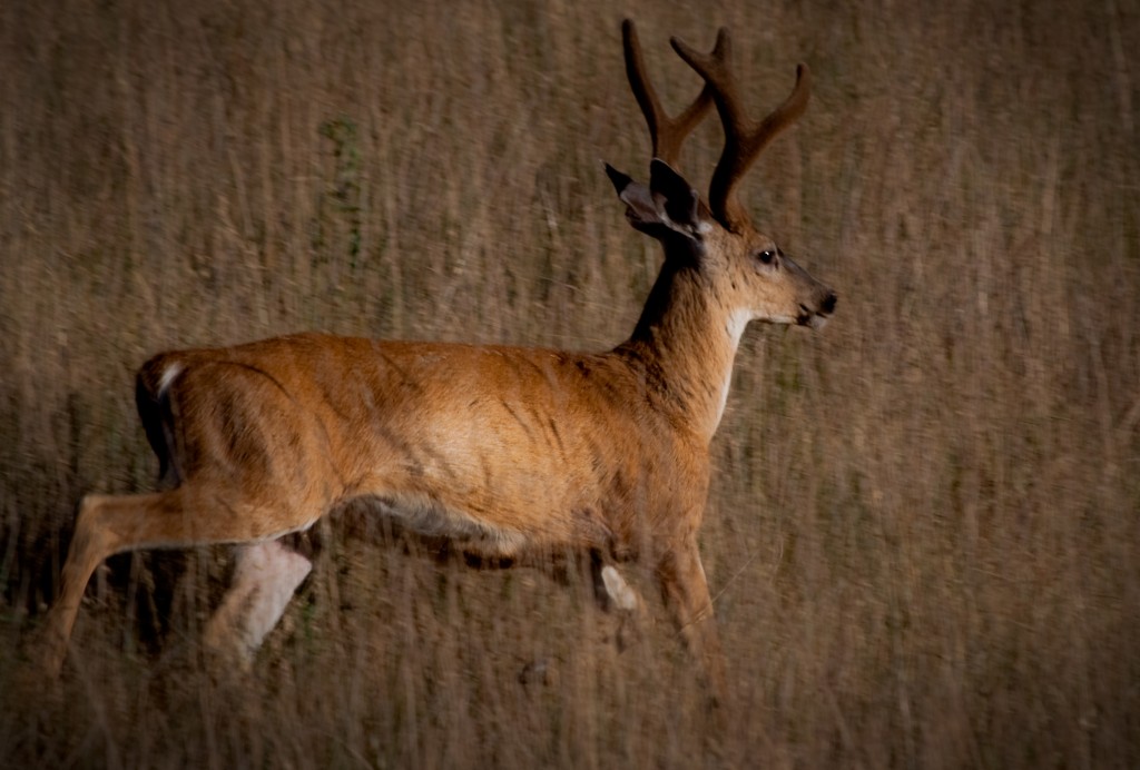 Expect A Busy Weekend On The Mendocino National Forest Lands As Rifle ...