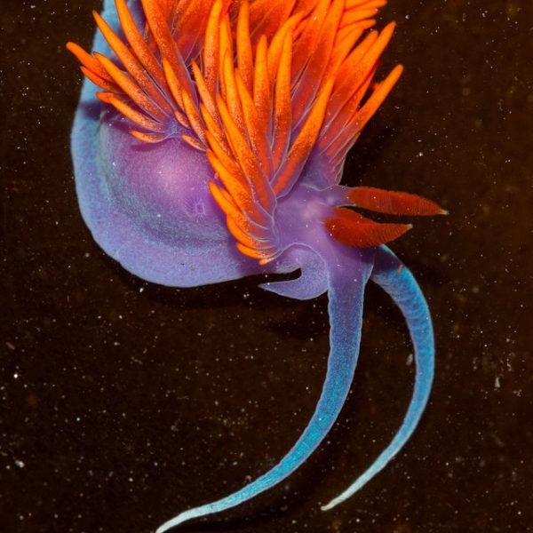 Invasion of the (Beautiful) Bright Pink Sea Slugs – Redheaded Blackbelt