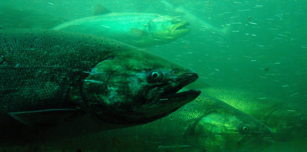 Oregon, Northern California Coastal Chinook Salmon Move Closer to ...