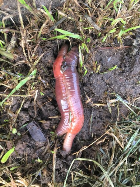 Earthworms Mating - Redheaded Blackbelt