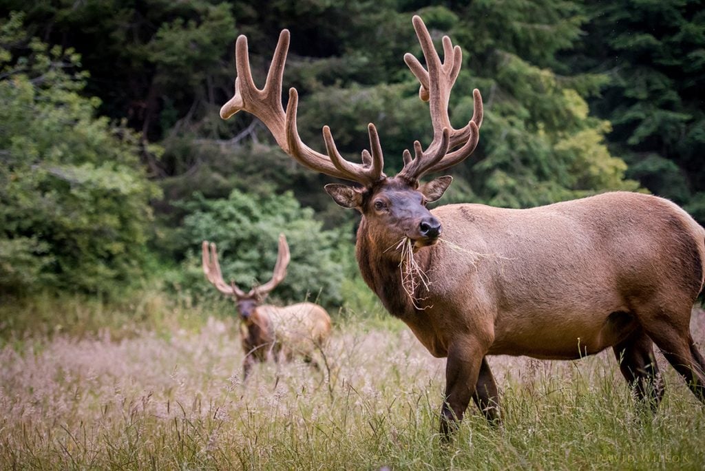 Elk at Usal Beach, California, June 2016.