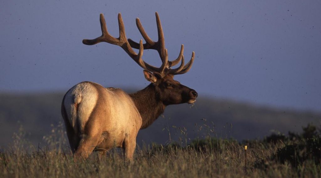 Today, CDFW Will Begin Capturing 10 Elk in Humboldt County - Redheaded ...