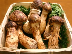 Fall Matsutake Mushroom Season is Now Open; Permit Needed - Redheaded ...