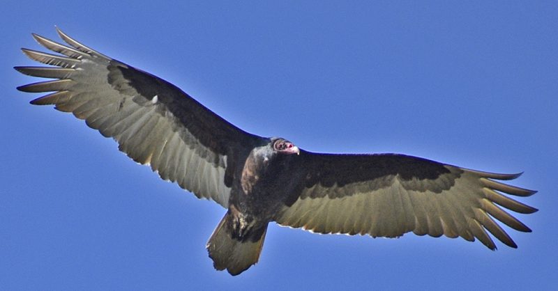 Gawk at a Hawk - Redheaded Blackbelt