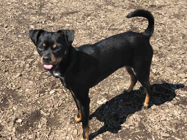 pug and mini pinscher mix