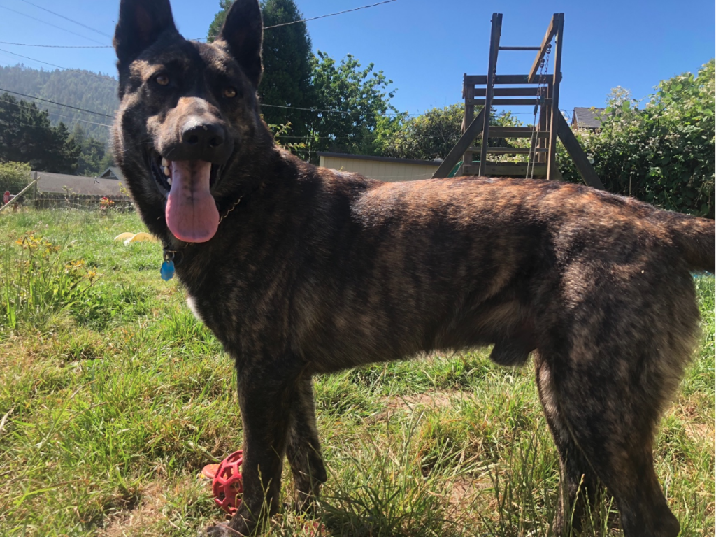 brindle german shepherd