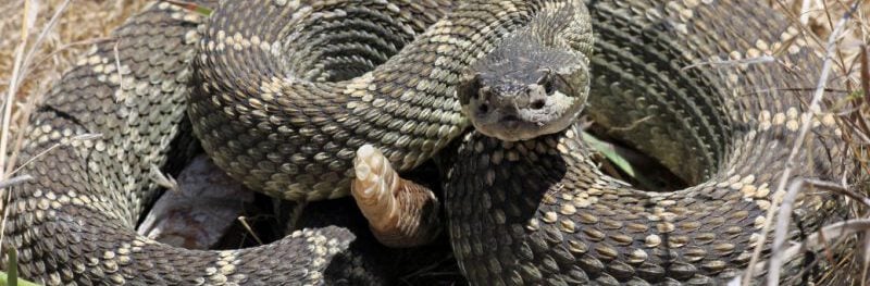 Rattlesnake