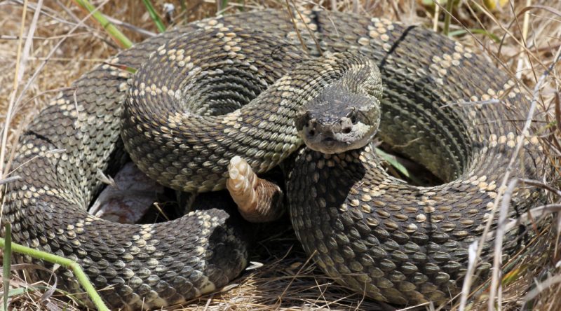 Rattlesnakes Play Important Role In The Ecosystem - Redheaded Blackbelt