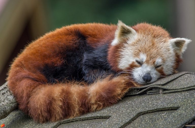 FREE DAY at Sequoia Park Zoo: Celebrating International Red Panda Day