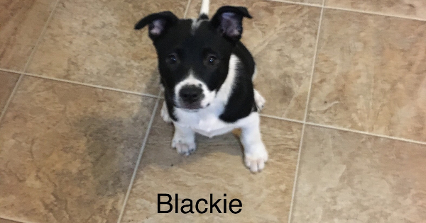 HART’s Rescue Puppy Blackie Needs a Great Home - Redheaded Blackbelt