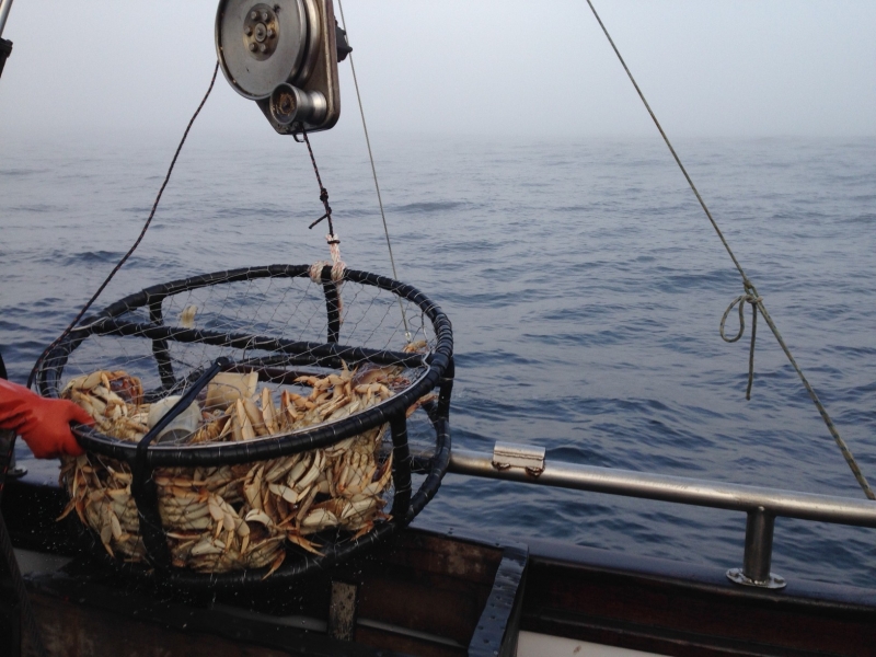 Commercial Crab Season Delayed South of Mendocino/Sonoma County Line