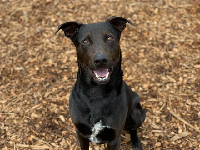 This ‘Inquisitive, Intelligent Guy’ Needs A Forever Home - Redheaded ...