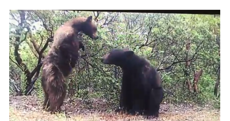 Would You Like to Dance? (Critter Cam Catches Unusual Bear Interaction ...