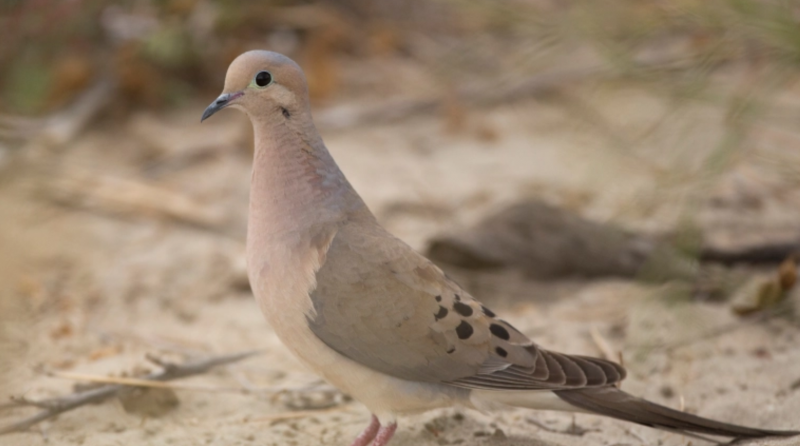 California's First Dove Season Opener Approaches - Redheaded Blackbelt