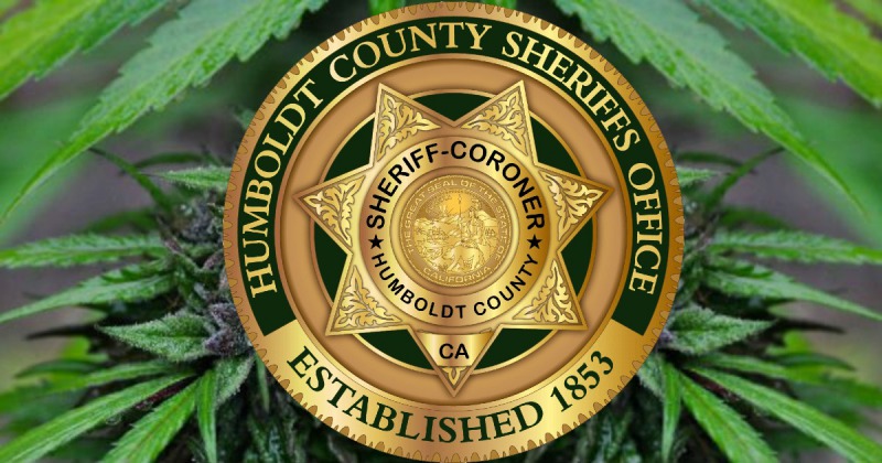 Humboldt County Sheriff and Marijuana feature