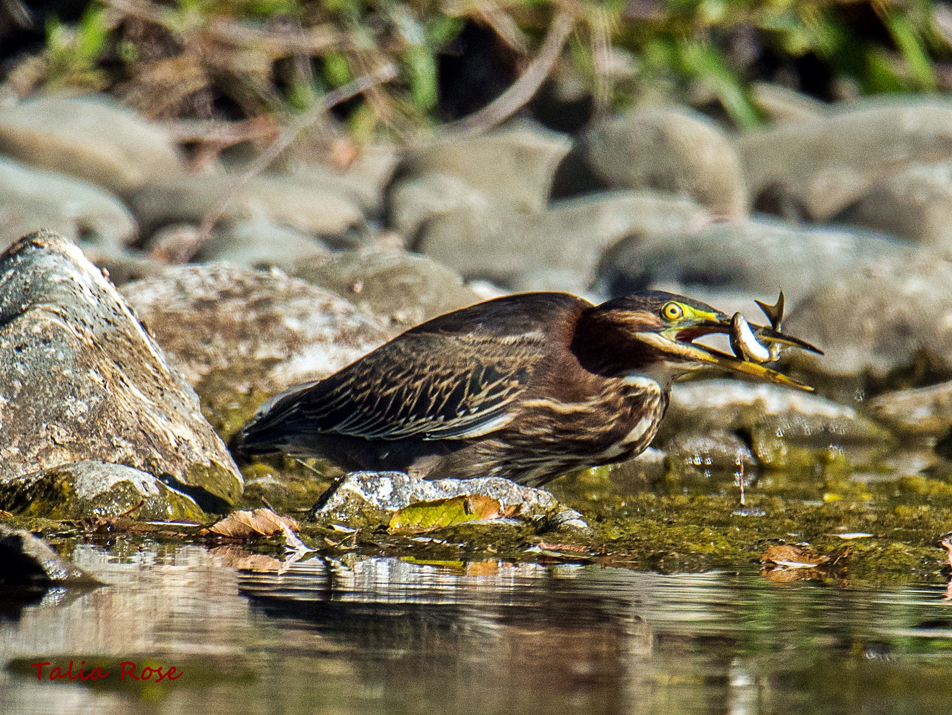 Green heron by Talia Rose