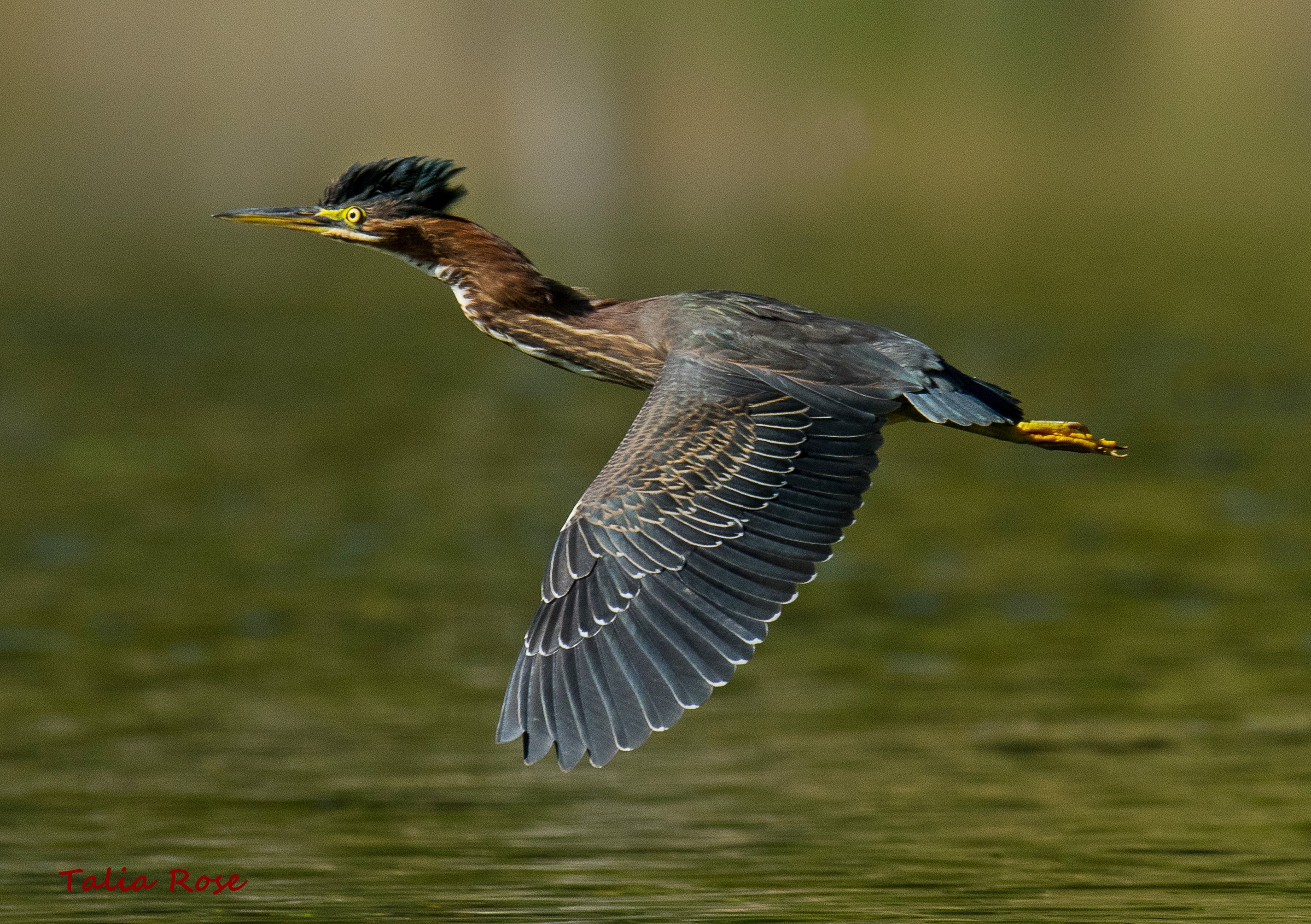 Green heron by Talia Rose