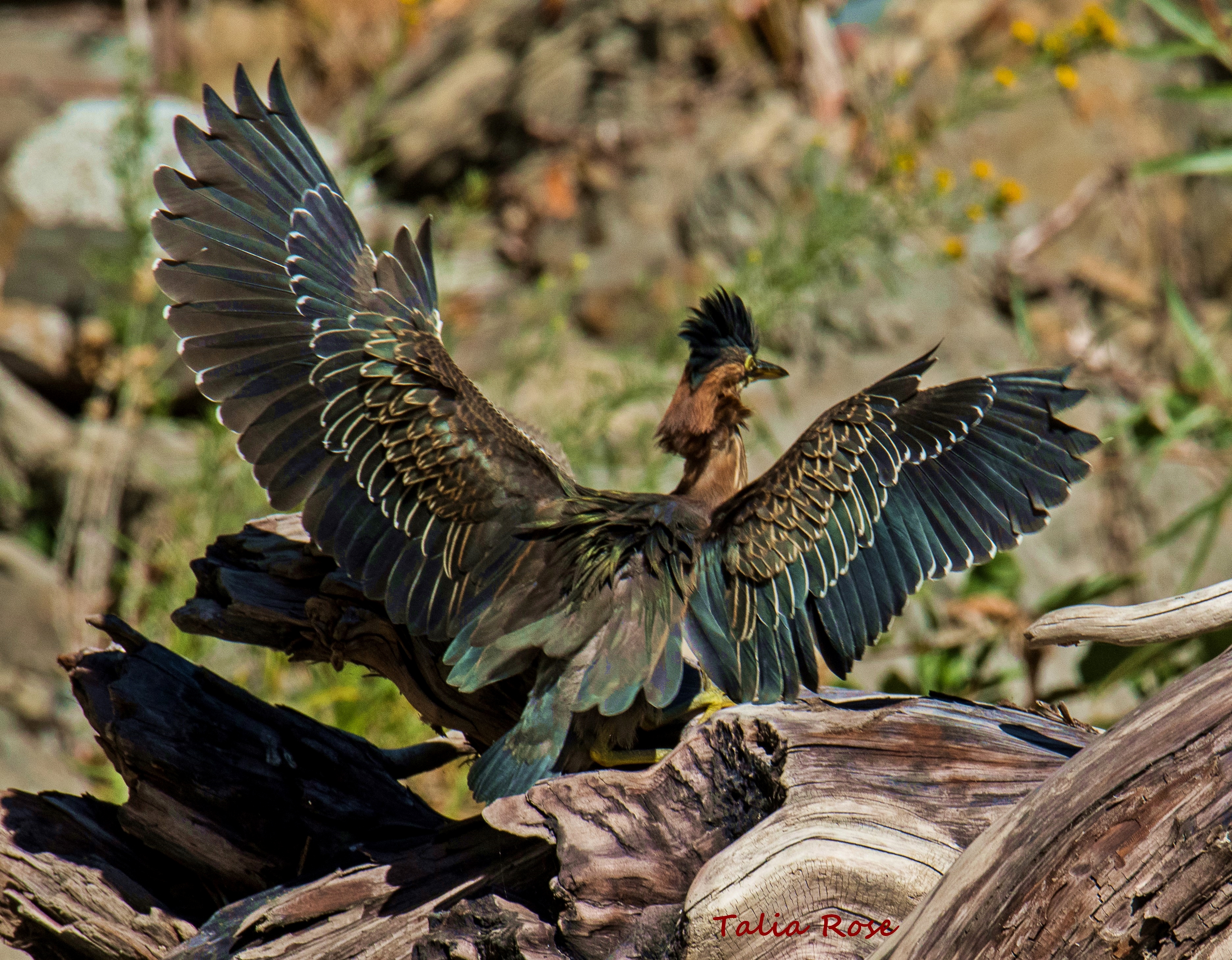 Green heron by Talia Rose