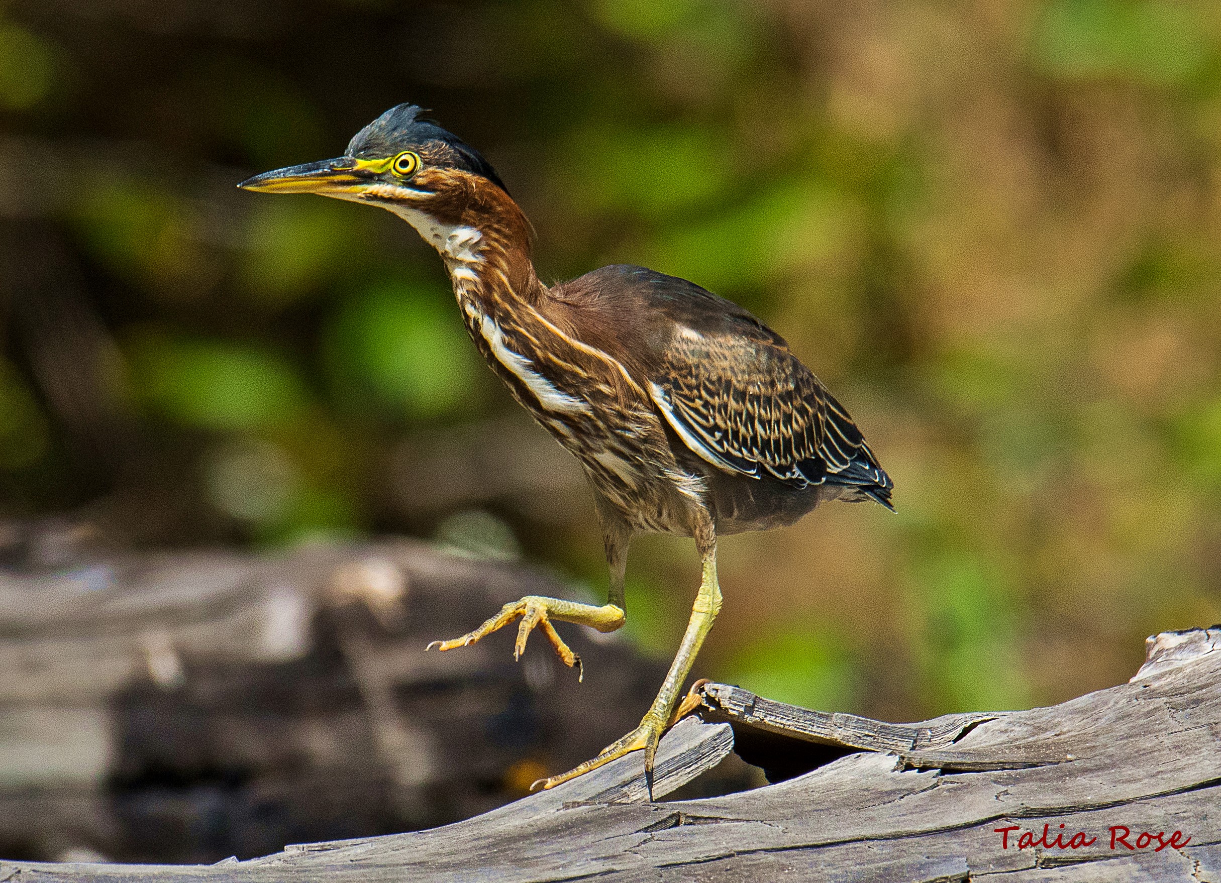 Fishing for Photos With a Green Heron - Redheaded Blackbelt