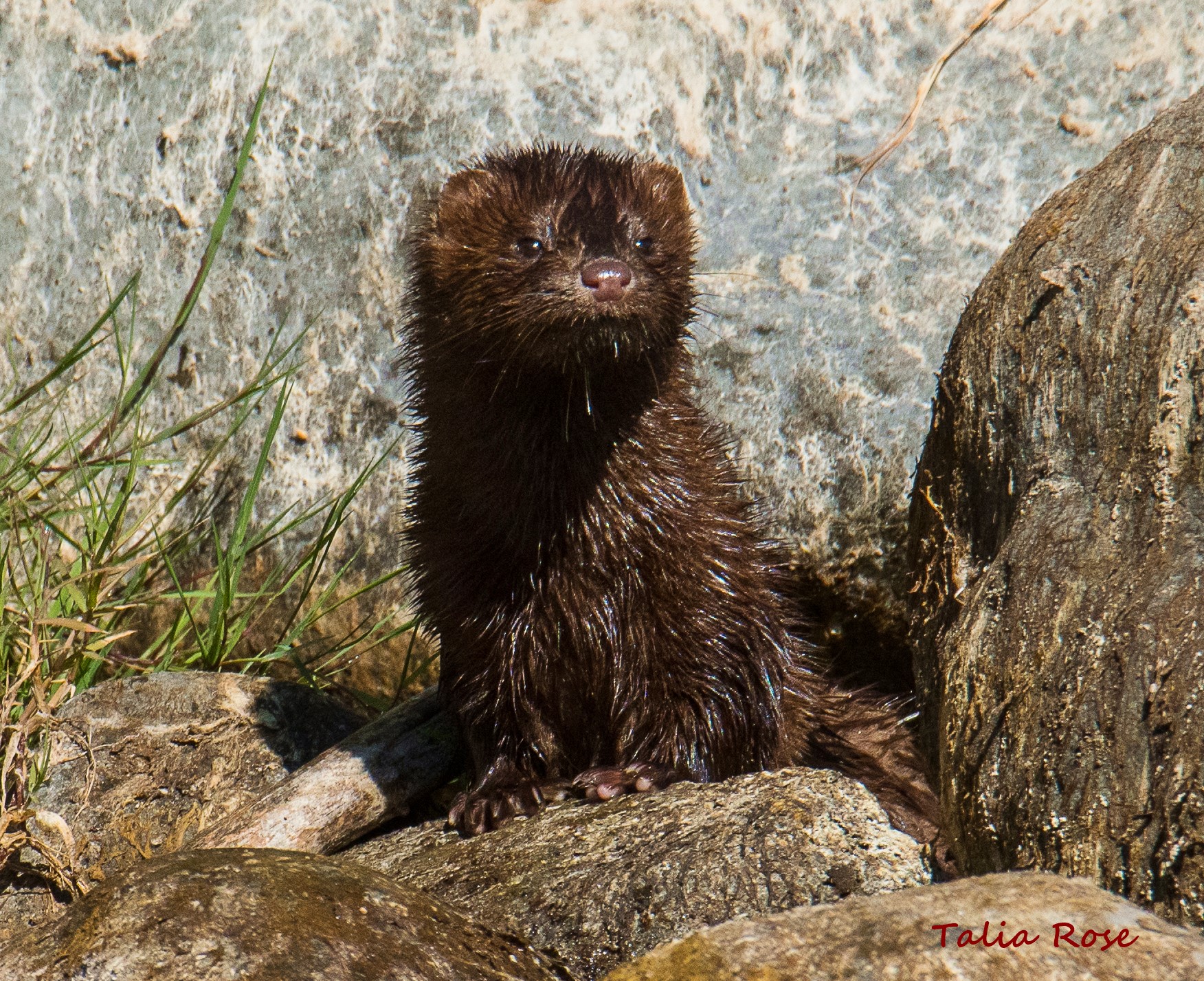 Mink baby by Talia Rose