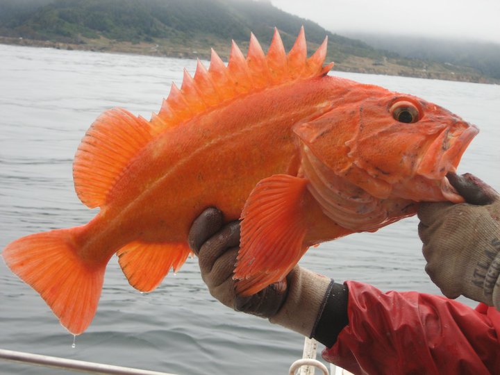 Summary of Recreational Groundfish Fishing Regulations