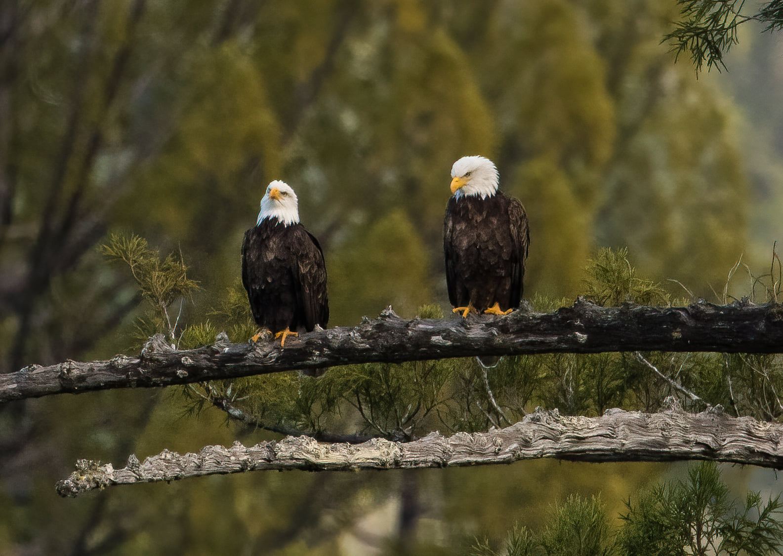 Bald eagles know nest building means bonding time