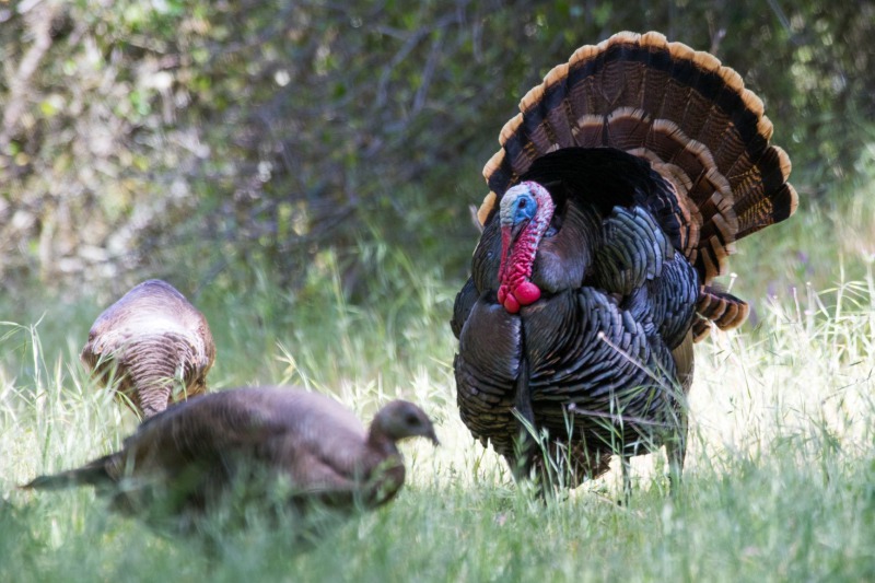 CDFW ‘California’s Spring Wild Turkey Season FastApproaching