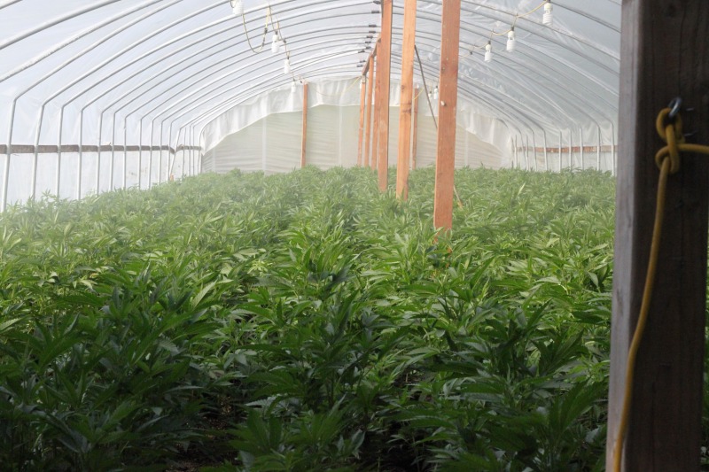 Greenhouse on Island Mountain 