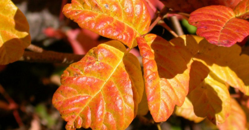 Poison Oak–That Beautiful, Vicious Native Plant - Redheaded Blackbelt