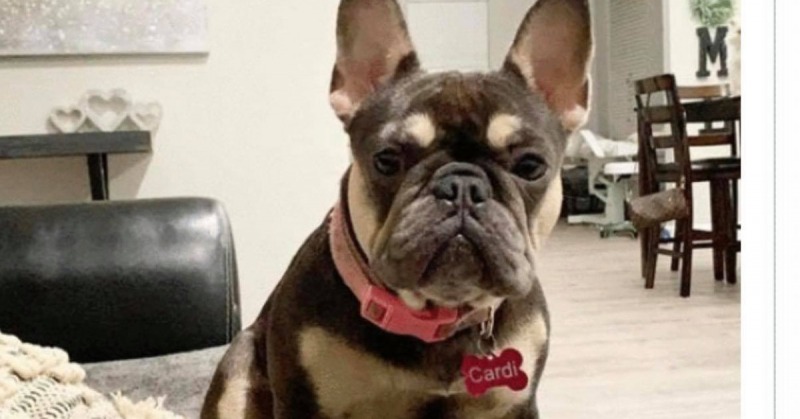 [Located] Lost French Bulldog in Eureka - Redheaded Blackbelt