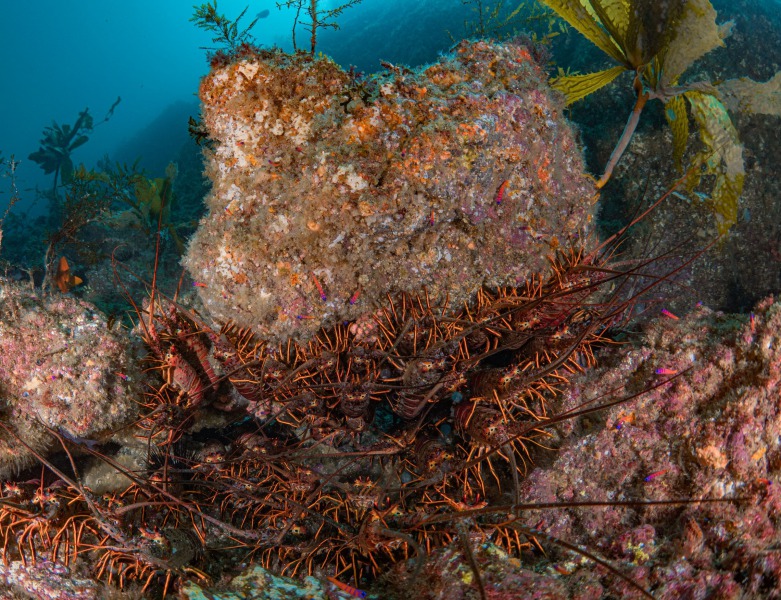 Changes to Recreational Spiny Lobster Fishing Regulations for the 2023-2024  Season – Marine Management News