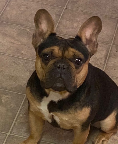 French Bulldog Remy Missing from Scotia Area - Redheaded Blackbelt