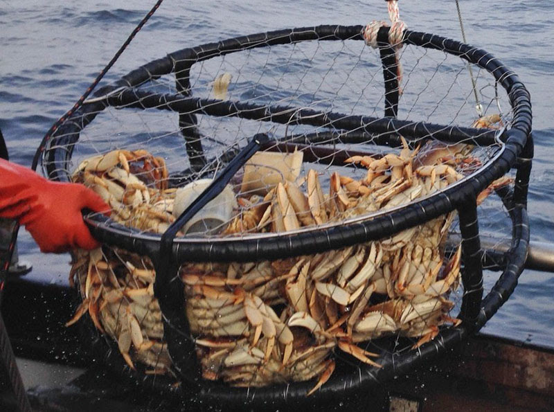 Commercial Crab Season Delayed, Recreational Crabbing Remains Under Partial  Restriction - Redheaded Blackbelt