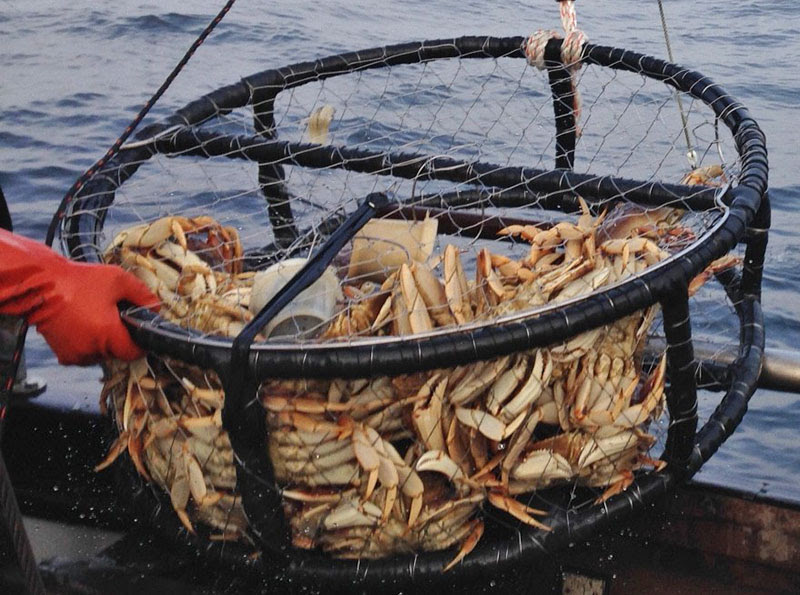 Commercial Fishing, Crabbing, Processing Injuries