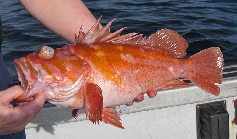 The Challenge of Fishing for Rockfish