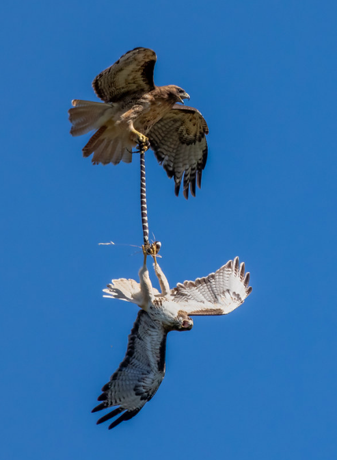 hawk vs snake