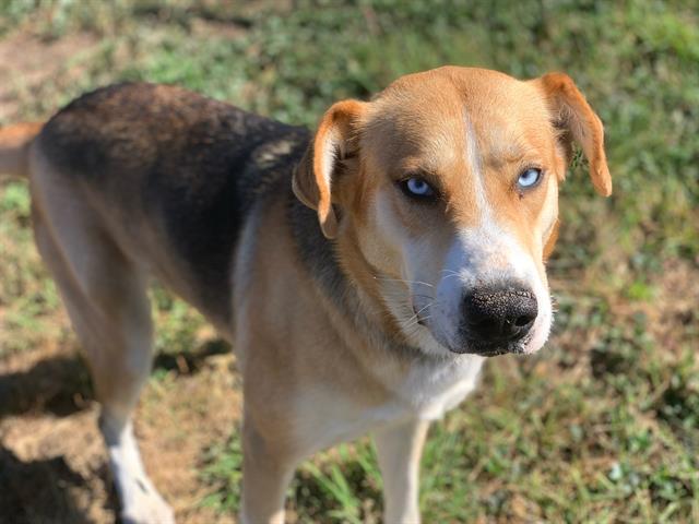 american foxhound german shepherd mix puppy