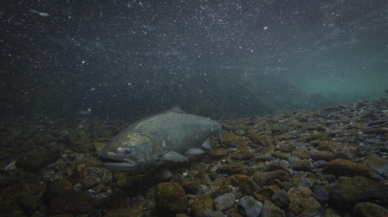 Poor River Conditions Lead to Gill Rot in Chinook Salmon on Lower ...