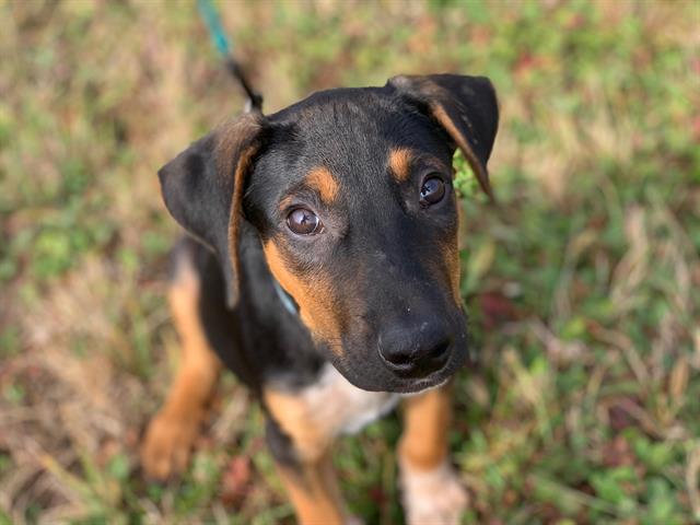 Lucky is a ‘Playful, Active Boy Who is Still Learning Everything About ...