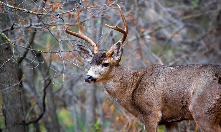 California’s 2022 General Deer Season Set To Begin - Redheaded Blackbelt