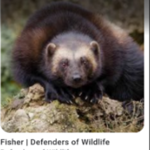 Fisher  Defenders of Wildlife