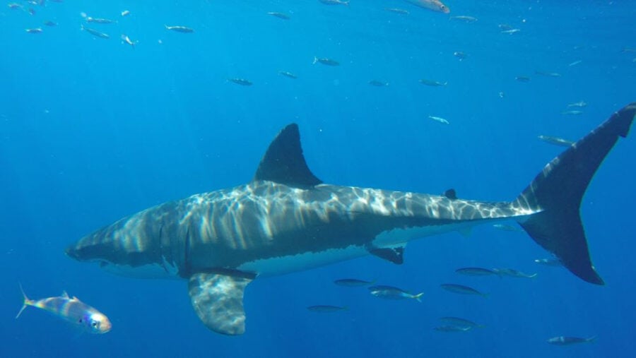White shark, CDFW photo by Liz Hellmers.
