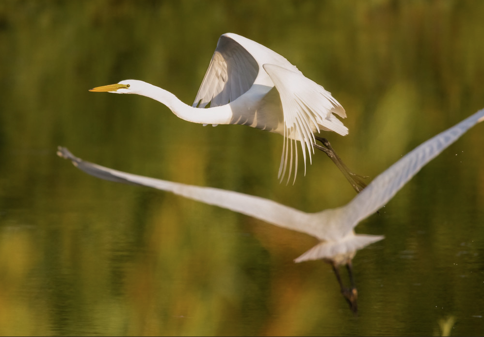 The Great Egret Hunts the Eel - Redheaded Blackbelt