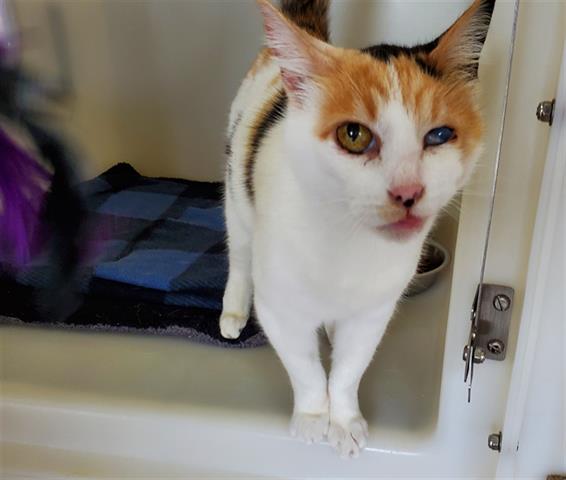 maggie-is-an-older-calico-cat-looking-for-a-loving-home-redheaded