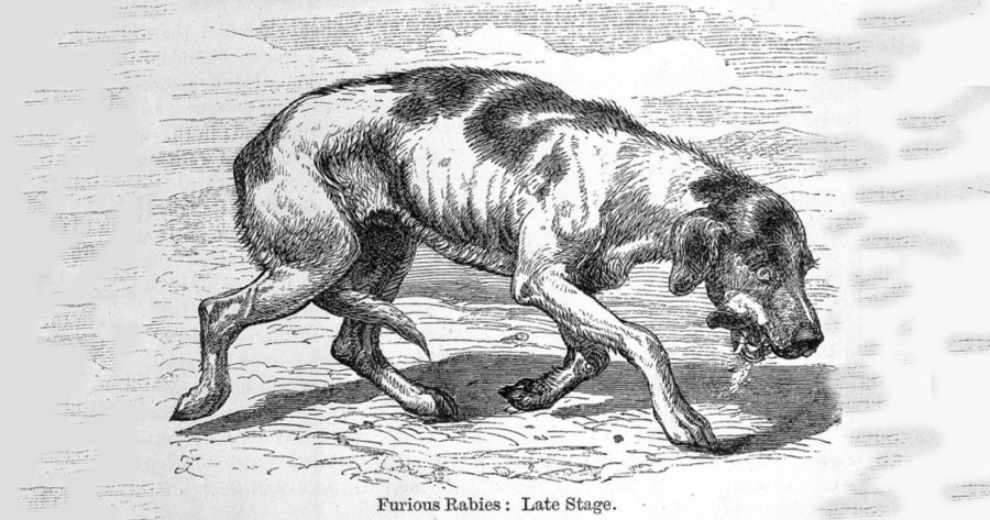 rabid dog drawing