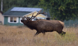 Elk walking in the field with the house in the background