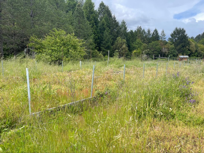 Another empty field once used to cultivate cannabis by previous owners years ago, now owned by Rhonda Olson. Photo by Nichole Norris