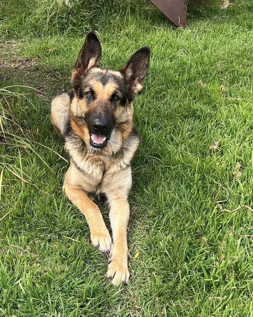 Beautiful German Shepherd Missing in Rio Dell - Redheaded Blackbelt